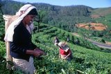 Tea production in Sri Lanka, formerly Ceylon, is of high importance to the Sri Lankan economy and the world market. The country is the world's fourth largest producer of tea and the industry is one of the country's main sources of foreign exchange and a significant source of income for laborers, with tea accounting for 15% of the GDP, generating roughly $700 million annually.<br/><br/>

In 1995 Sri Lanka was the world's leading exporter of tea, (rather than producer) with 23% of the total world export, but it has since been surpassed by Kenya. The tea sector employs, directly or indirectly over 1 million people in Sri Lanka, and in 1995 directly employed 215,338 on tea plantations and estates. The humidity, cool temperatures, and rainfall in the country's central highlands provide a climate that favors the production of high quality tea. The industry was introduced to the country in 1867 by James Taylor, the British planter who arrived in 1852.