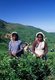 Sri Lanka: Tea pickers near Nuwara Eliya, central Sri Lanka